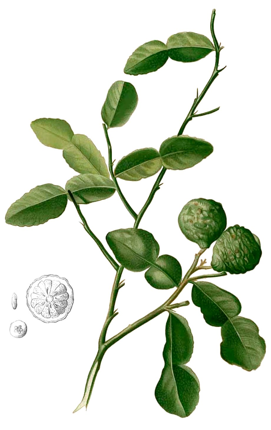 kaffir lime 